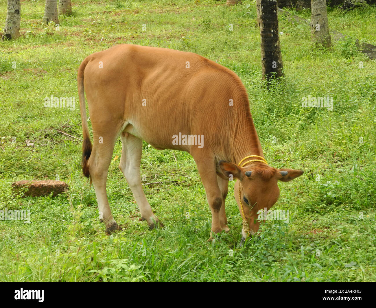 Kerala cow farm hires stock photography and images Alamy