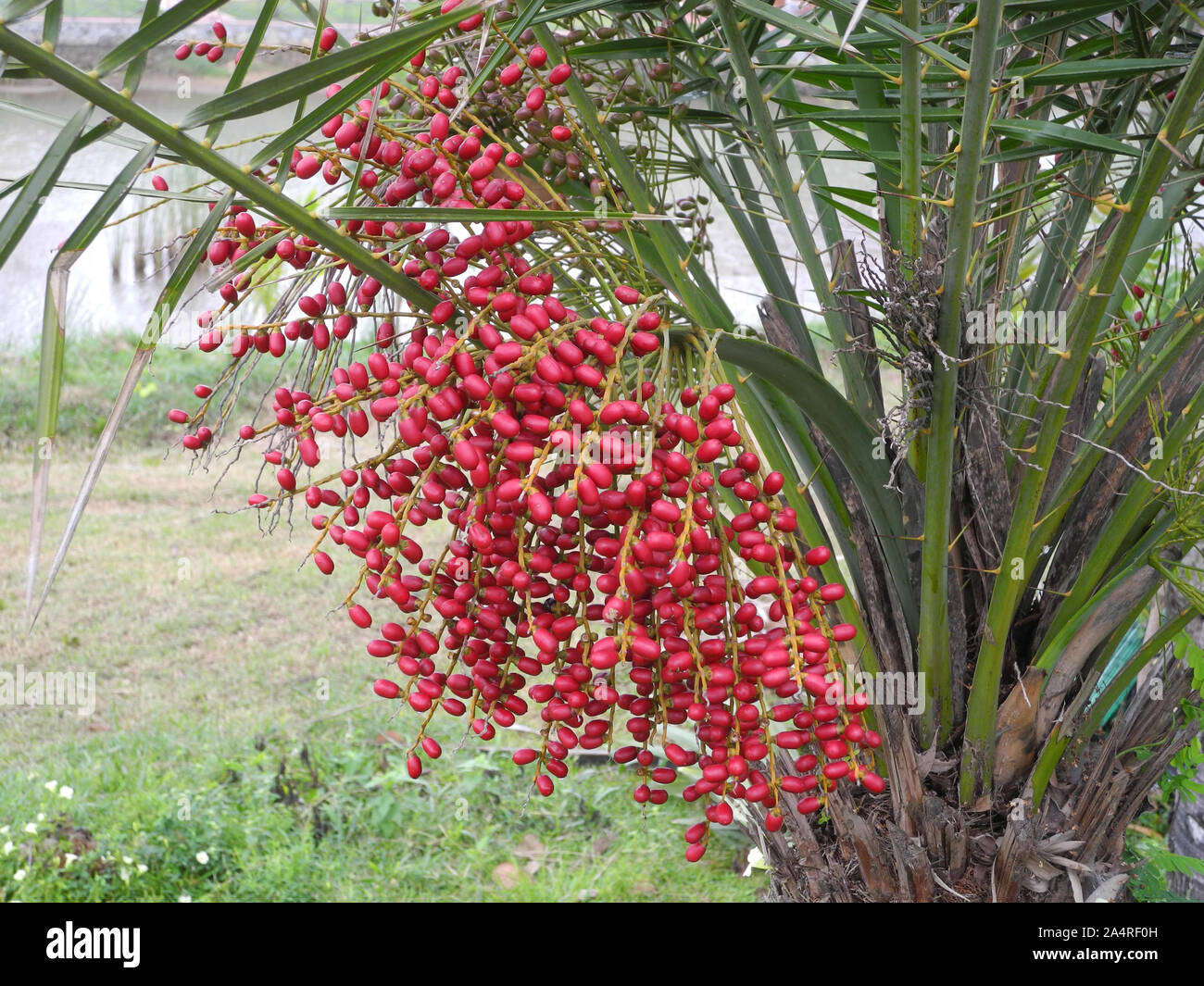 Red fruits of a tropical plant, Kochi, Kerala Stock Photo Alamy