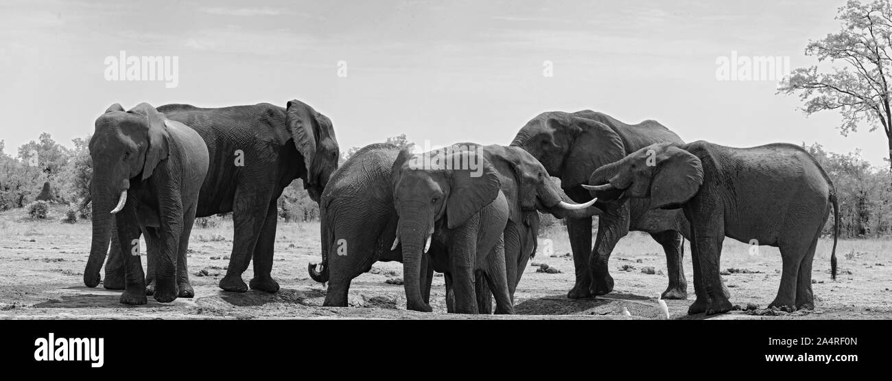 small elephant group at a waterhole in Chobe National Park Botswana Stock Photo