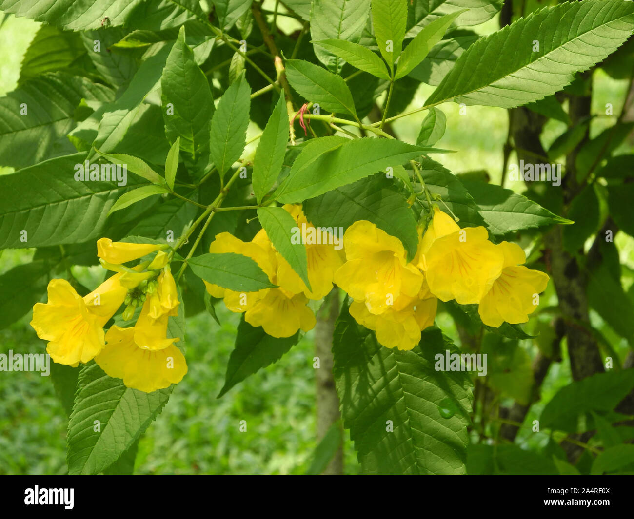 Kerala Garden Flower High Resolution Stock Photography and Images Alamy