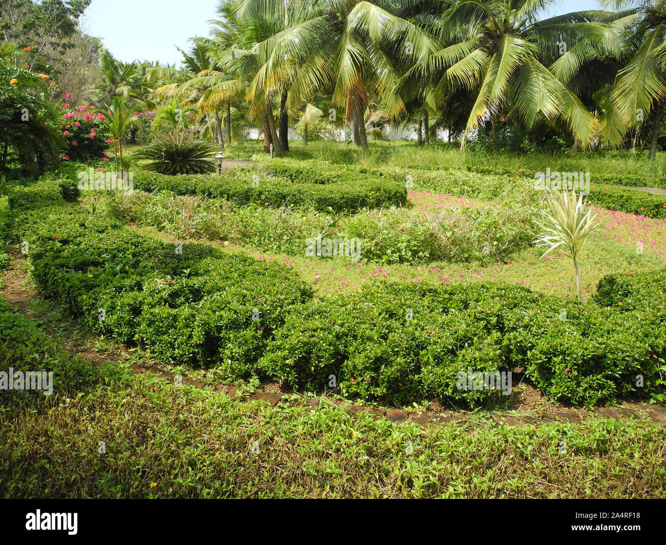 Green park with shrubs, flowers and coconut trees, Trivandrum, Kerala