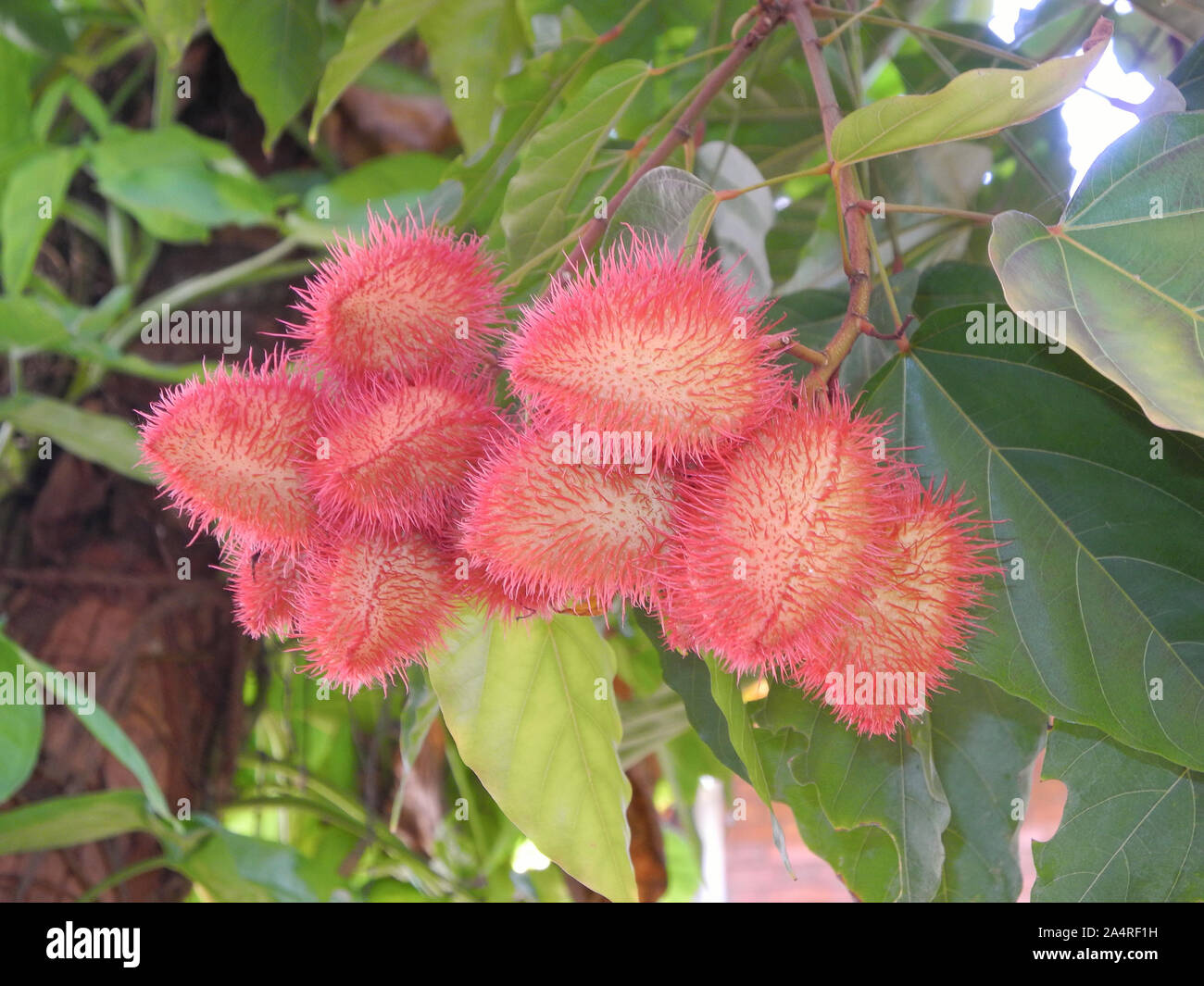 Tropical fruit lychee, Trivandrum, Kerala Stock Photo Alamy
