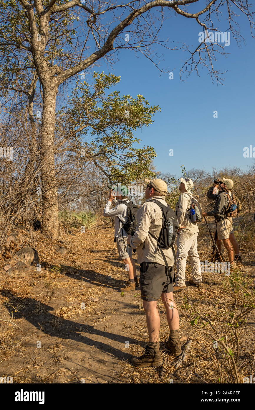 Pafuri, South Africa - unidentified tourists and guides on a walking trail in the Kruger National Park Stock Photo