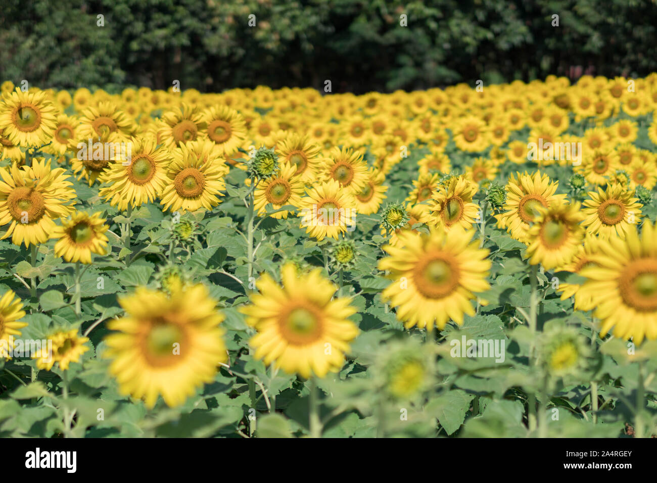 Sunflower field with blue sky Stock Photo - Alamy