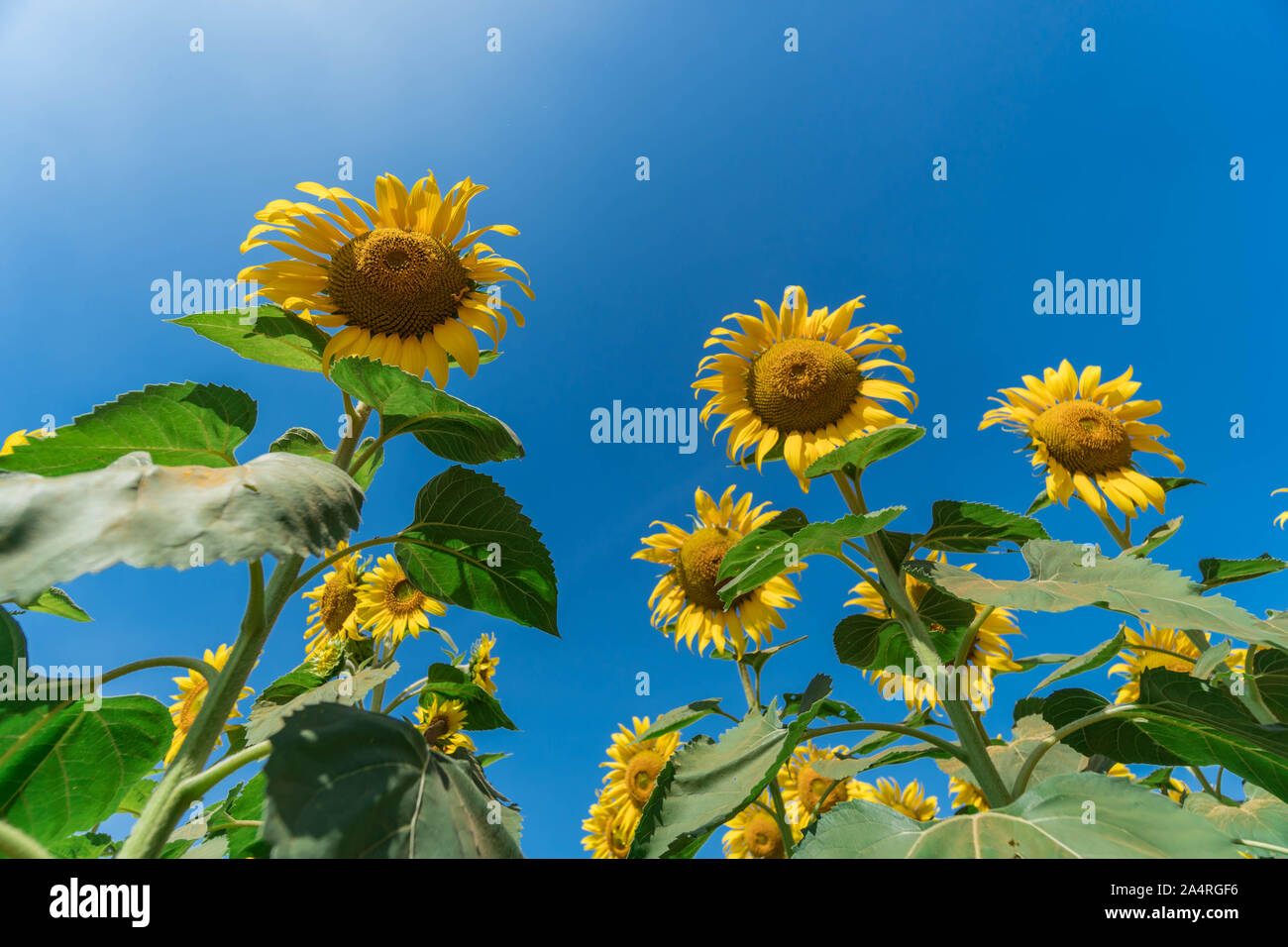 Sunflower field with blue sky Stock Photo - Alamy