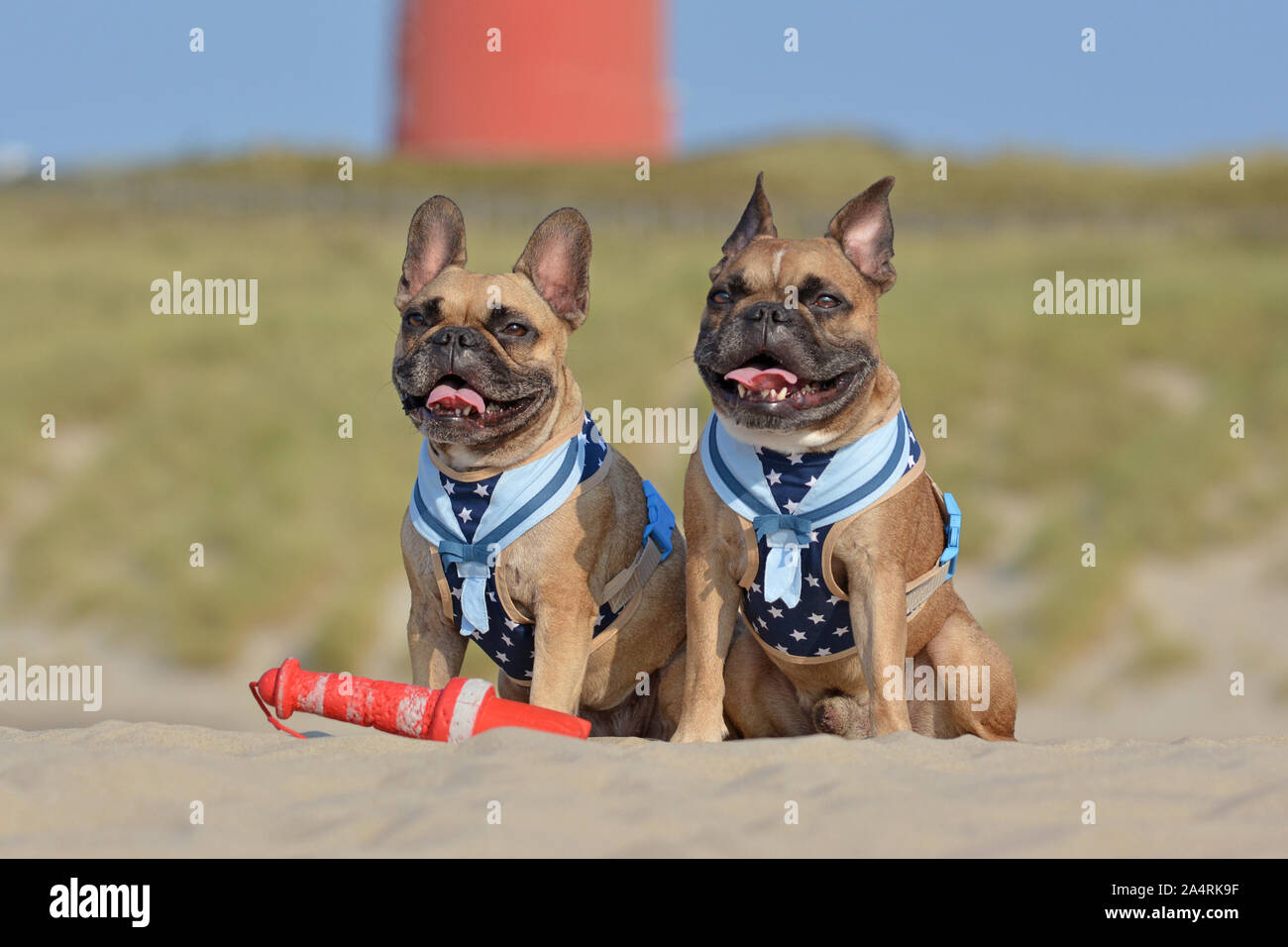 Matching dog collars for two dogs Clearance