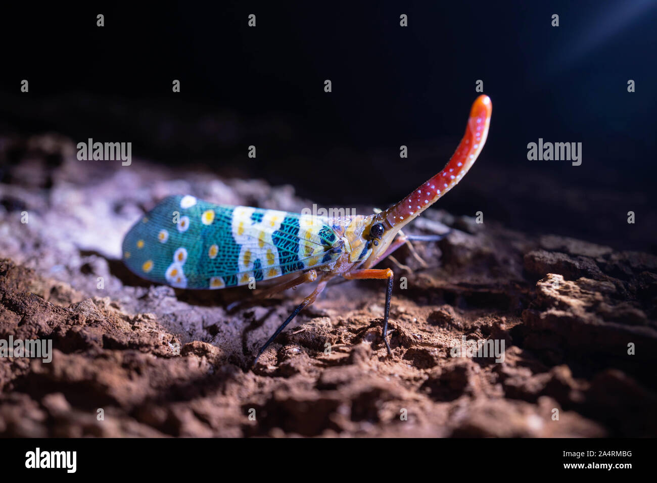 Red horn Lantern fly or fulgorid bug  in the forest Stock Photo