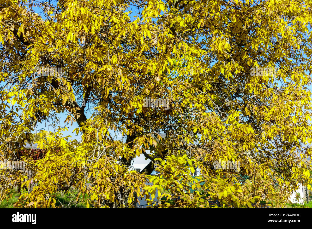 Juglans regia walnut tree autumn foliage Deciduous tree Stock Photo