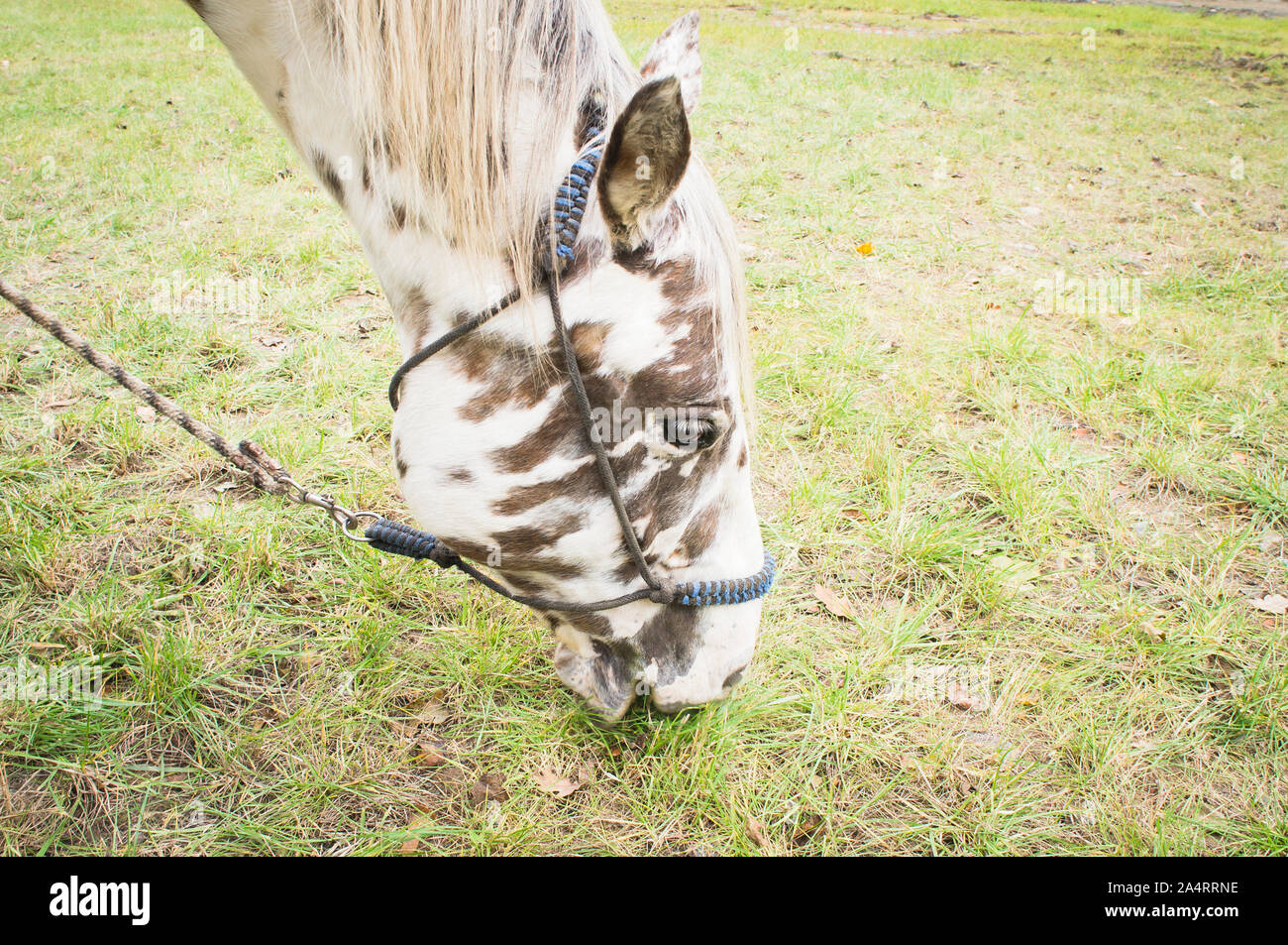 The Appaloosa, a horse breed best known for its colorful leopardspotted coat pattern, is one of