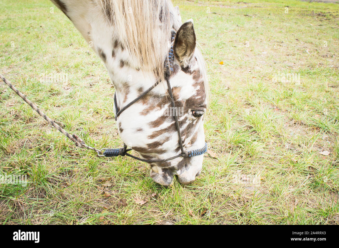 The Appaloosa, a horse breed best known for its colorful leopard-spotted coat pattern, is one of the most popular breeds in the United States as a sto Stock Photo
