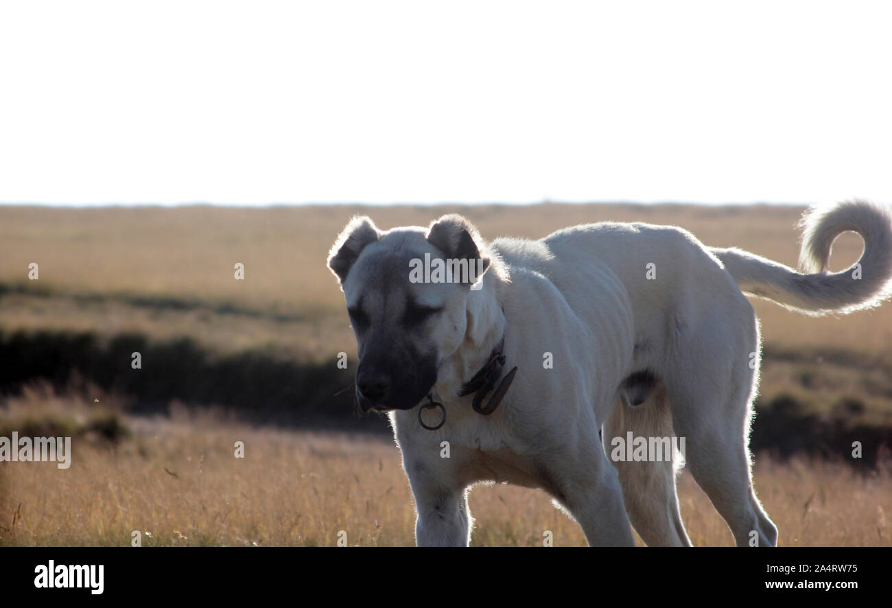 Aggressive Anatolian Shepherd Dog - Sivas Kangal Stock Photo