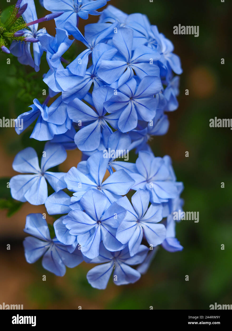 Closeup of the pretty blue flowers of Plumbago auriculata Stock Photo