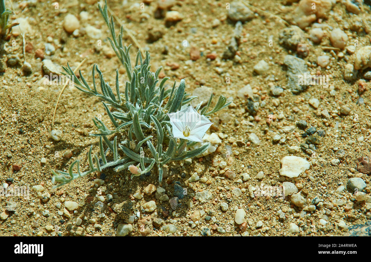 Convolvulus ammanii - species of flowering plants.Western mongolia Stock Photo