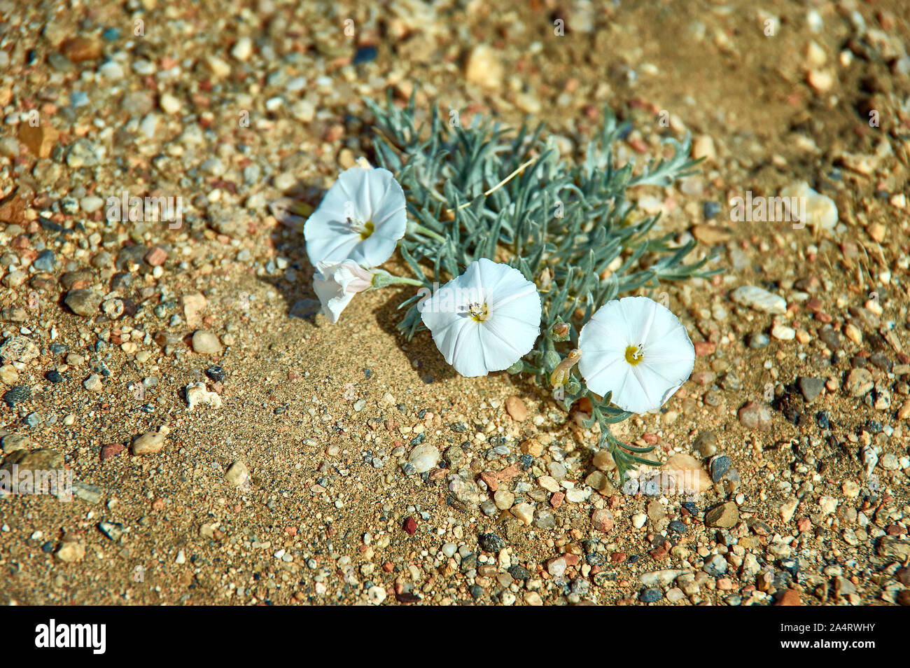 Convolvulus ammanii - species of flowering plants.Western mongolia Stock Photo