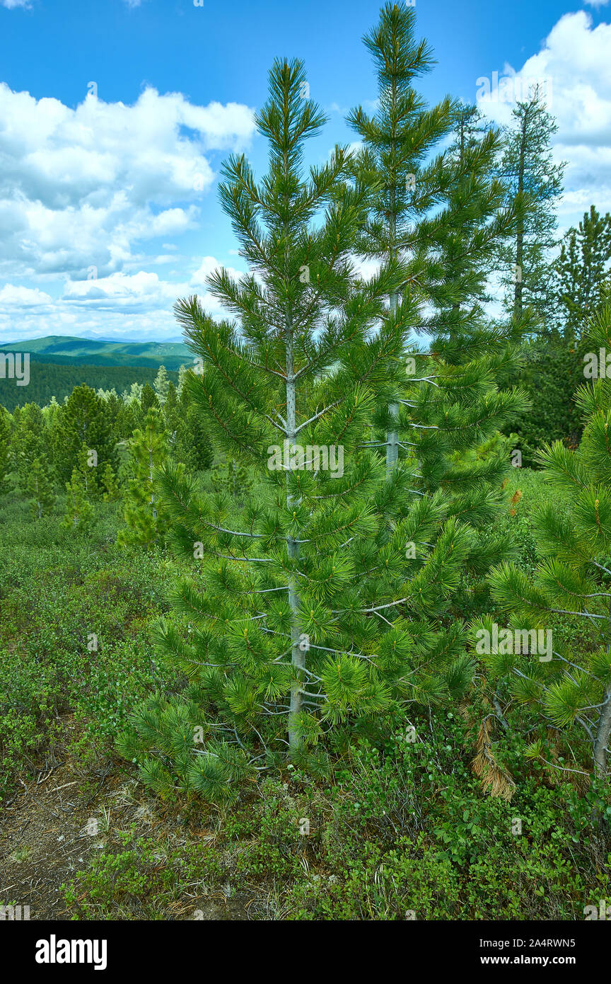 Pinus sibirica, Siberian pine, in the family Pinaceae is a species of pine tree that occurs in Siberia , Mongolian Altai, Stock Photo