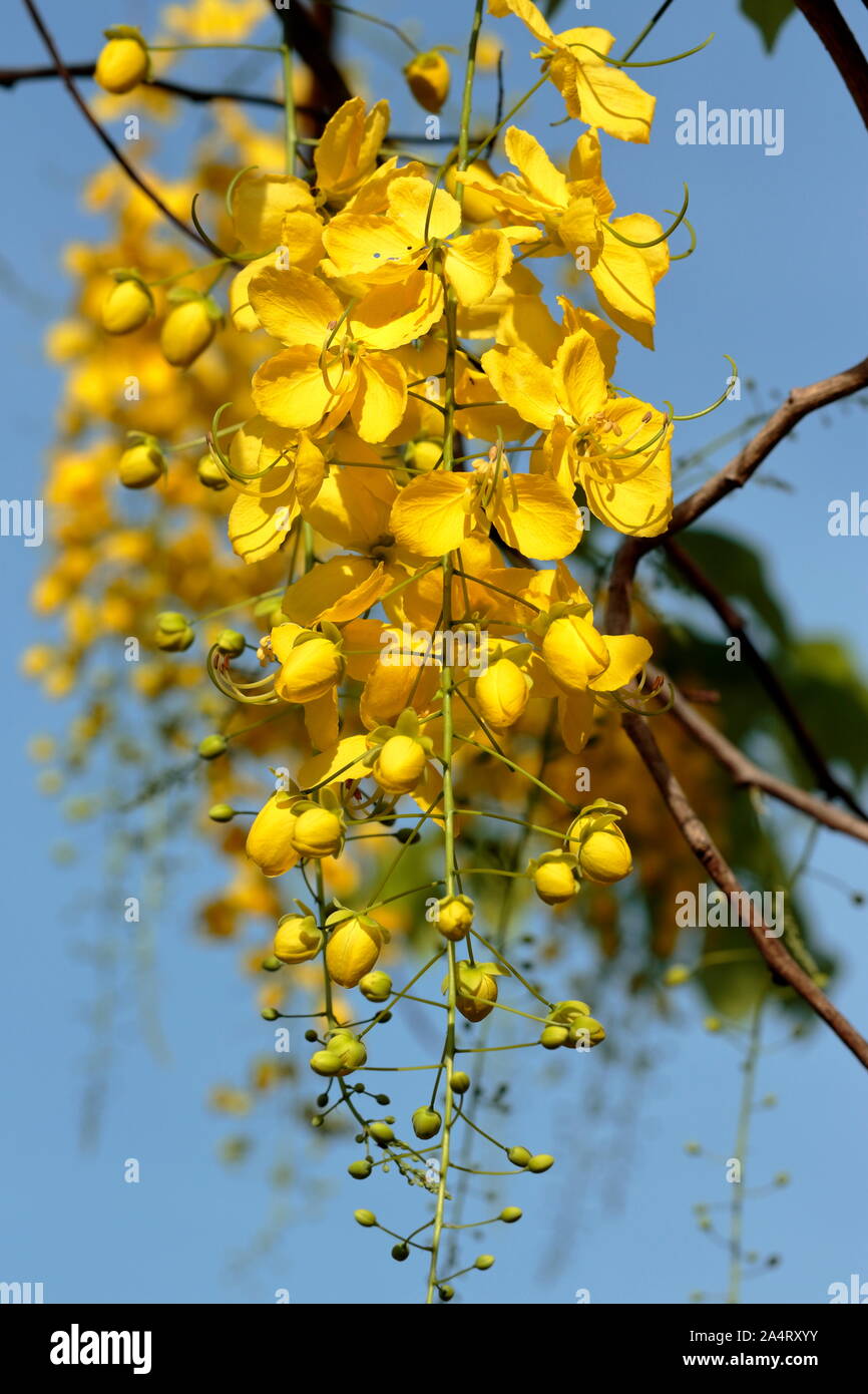 National tree.  Thailand Golden Shower flowers  background Stock Photo