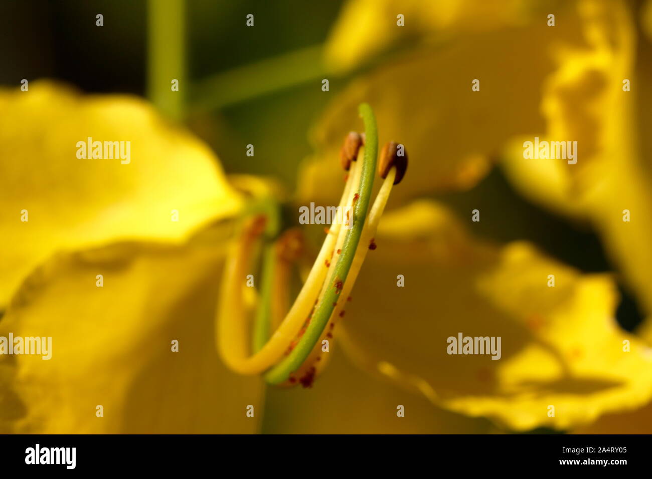 National tree.  Thailand Golden Shower flowers  background Stock Photo