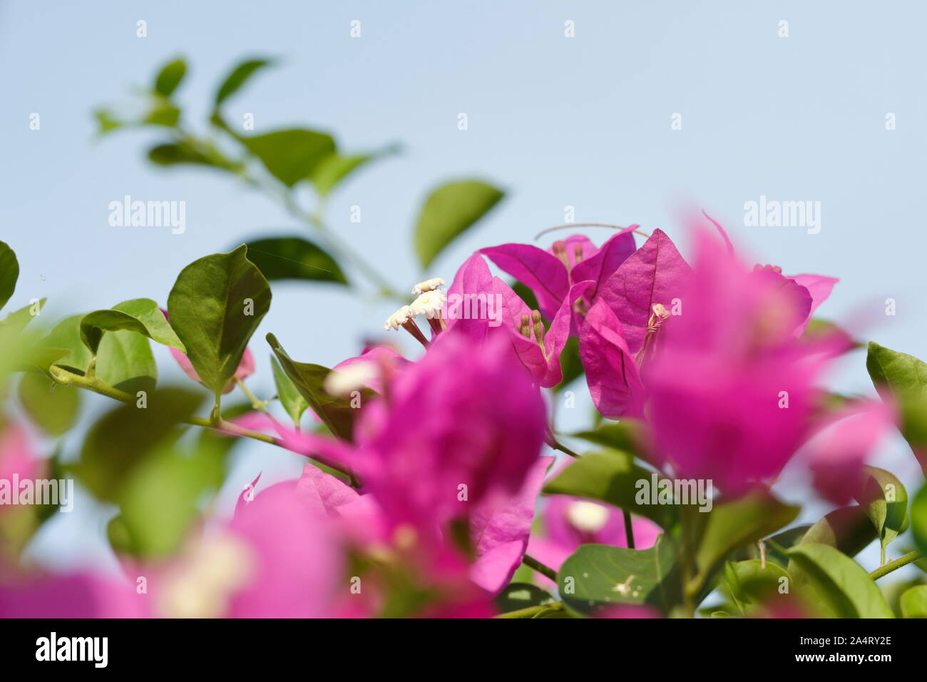 rose bougainvillea flowers beautiful outdoors in a beautiful flower tree and with sharp spines stock photo alamy alamy