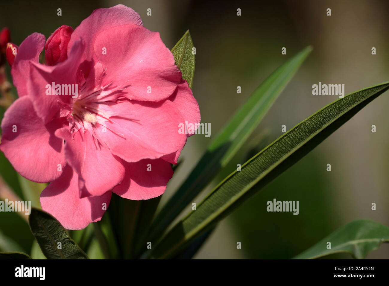 Poisonous plants, the skin in contact with rubber will Irritating to
