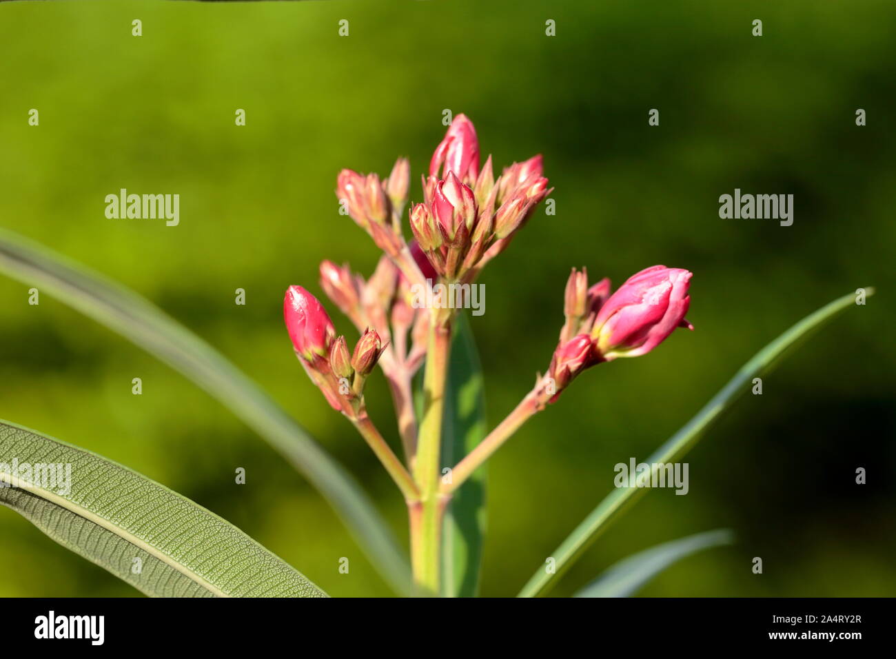 Poisonous plants, the skin in contact with rubber will Irritating to