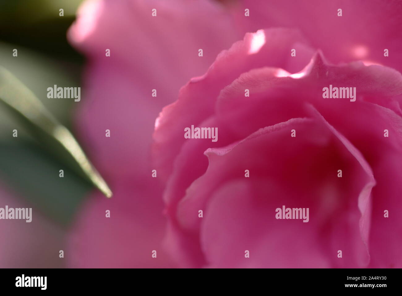 Poisonous plants, the skin in contact with rubber will Irritating to