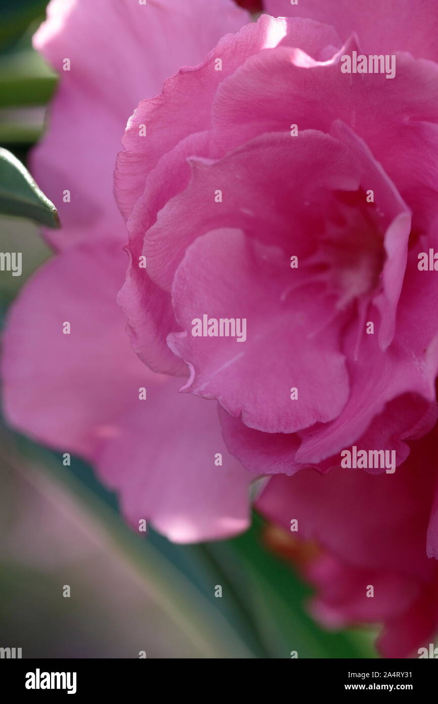 Poisonous plants, the skin in contact with rubber will Irritating to