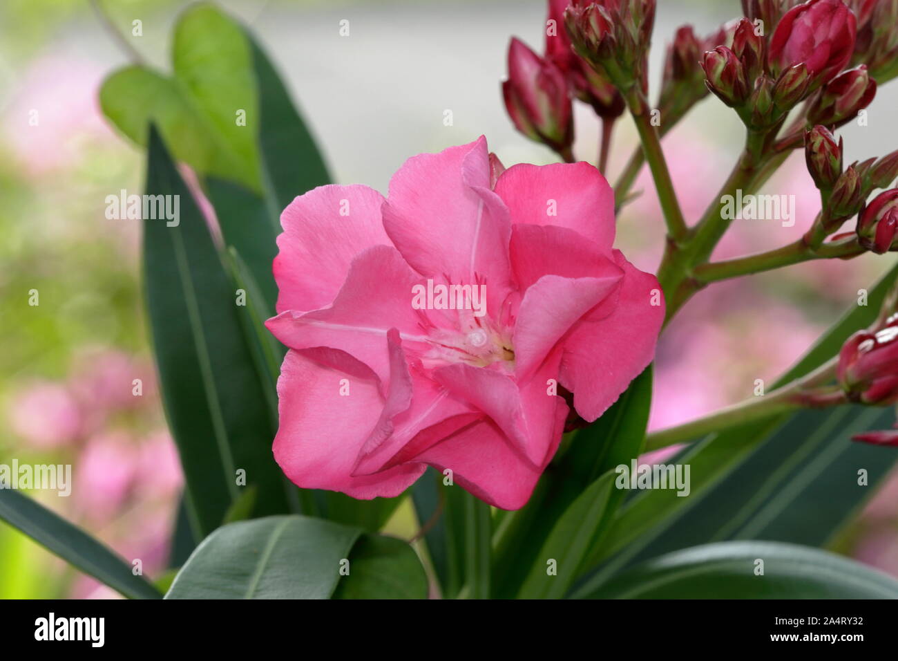 Poisonous plants, the skin in contact with rubber will Irritating to