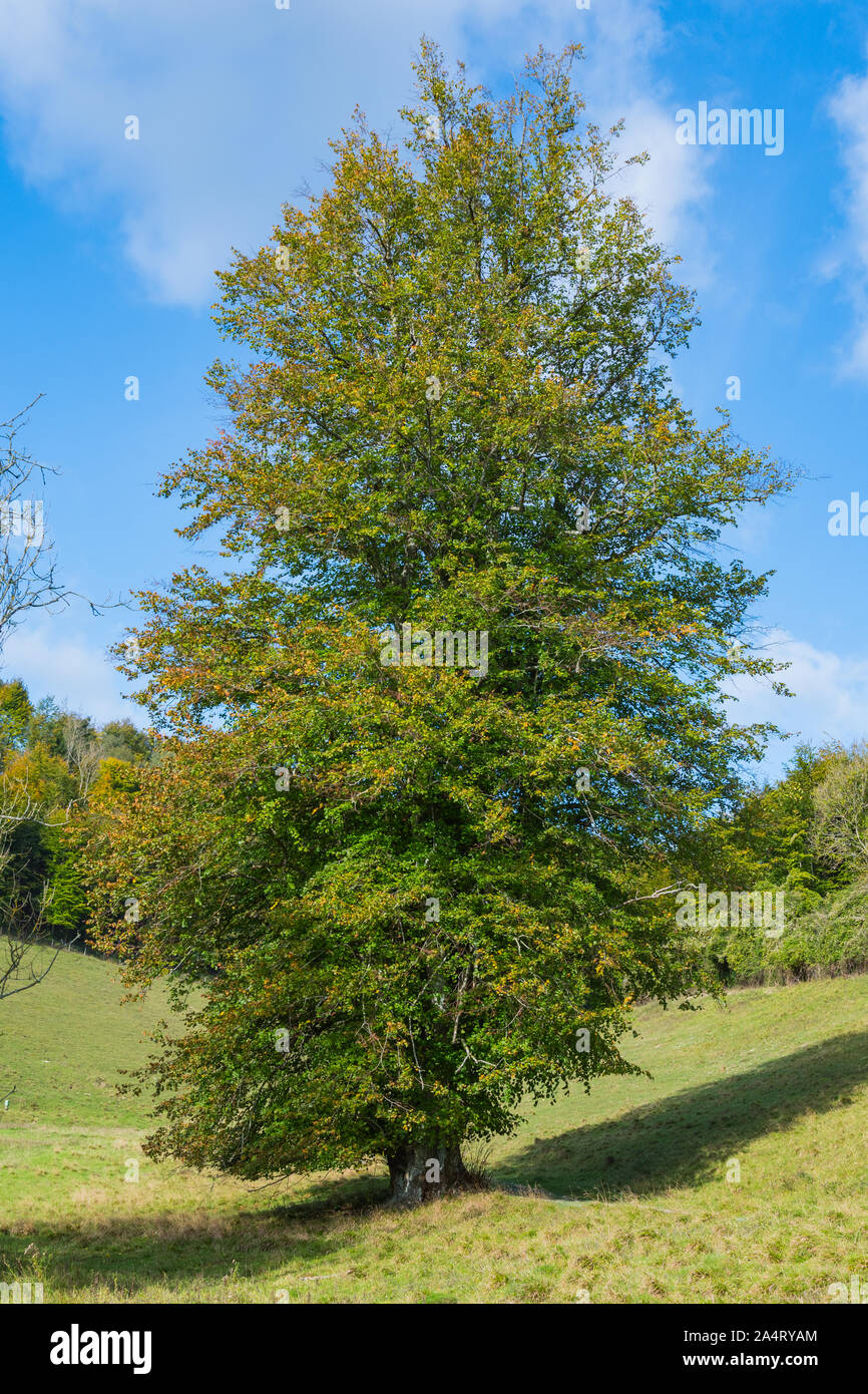 A large tall lone Lime Tree (Tilia) in Autumn with blue sky in England, UK. Stock Photo