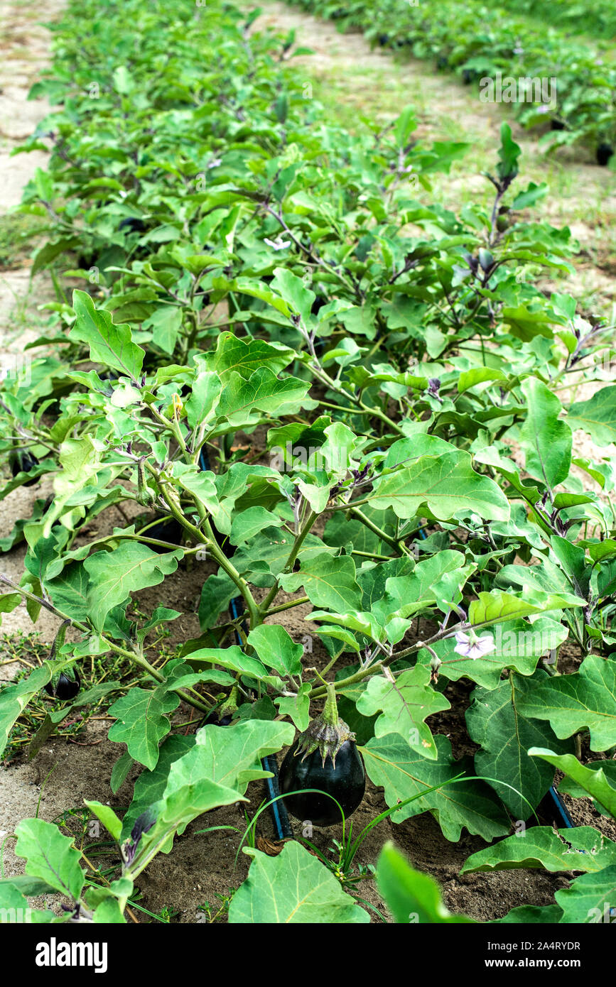 Eggplant on the field. Growing Eggplant in plantation Stock Photo Alamy