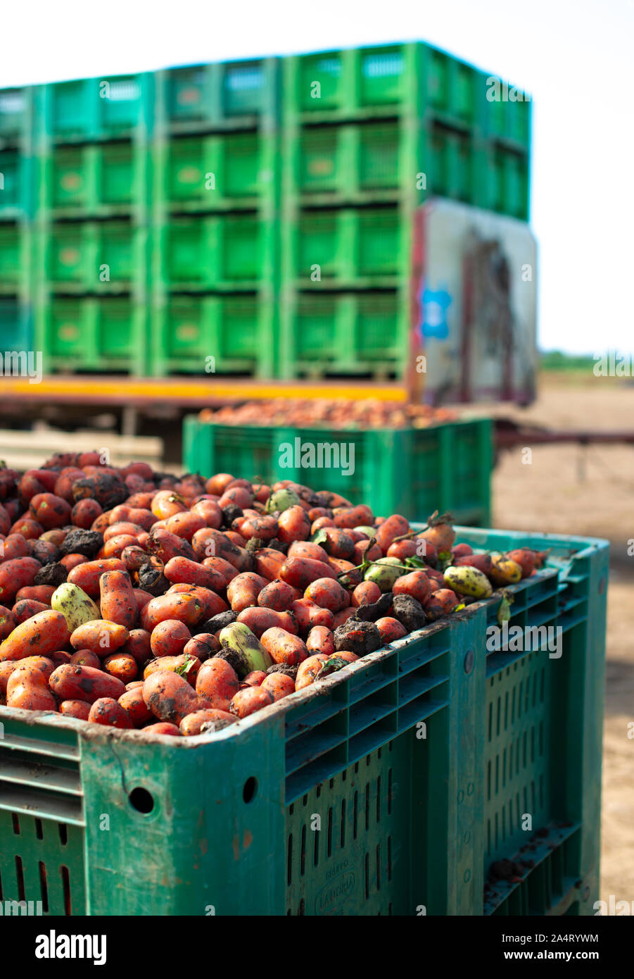 Tomatoes for canning. Agriculture land and crates with tomatoes. Harvested tomatoes. Stock Photo