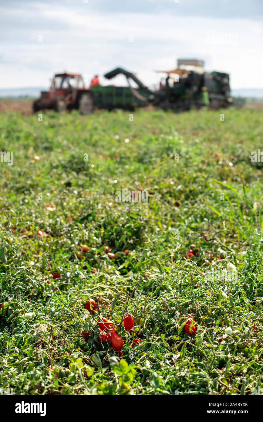 Picking tomatoes. Tractor harvester harvest tomatoes and load on truck. Automatization agriculture concept with tomatoes. Stock Photo