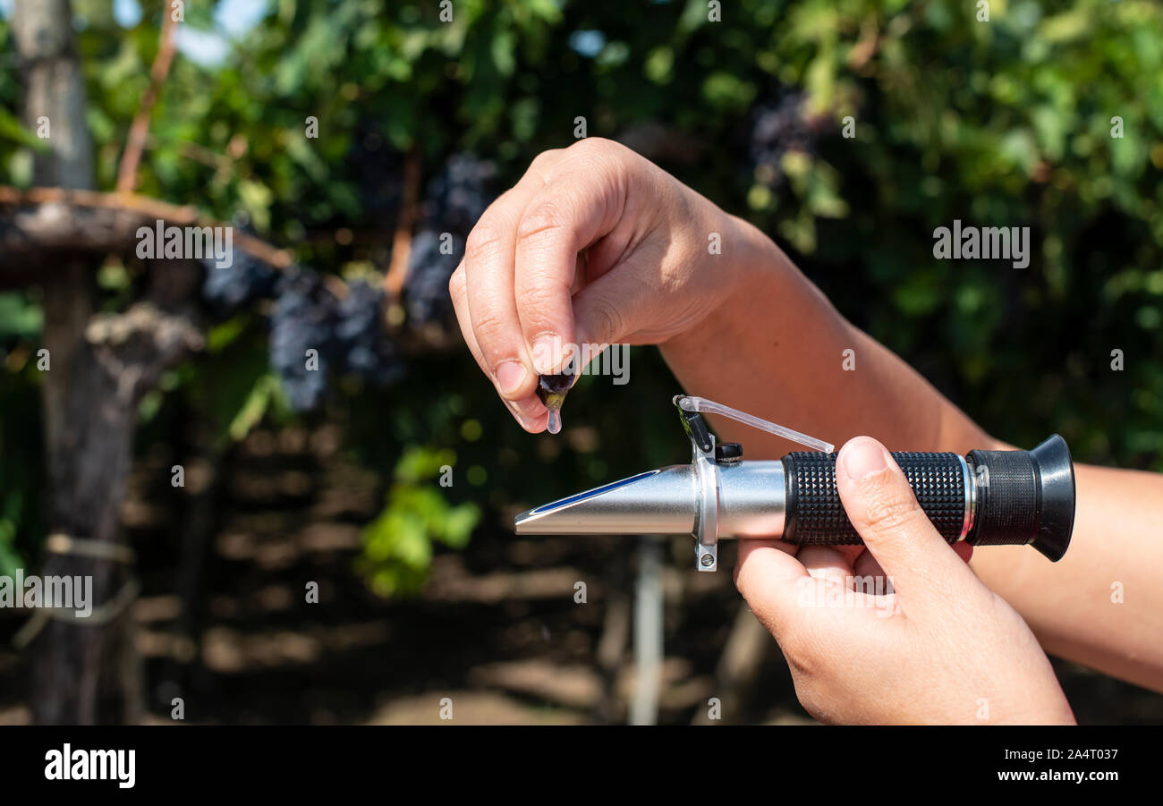 Farmer measures the sugar content of the grapes with refractometer. Device for measuring sugar in grape. Red grapes. Stock Photo
