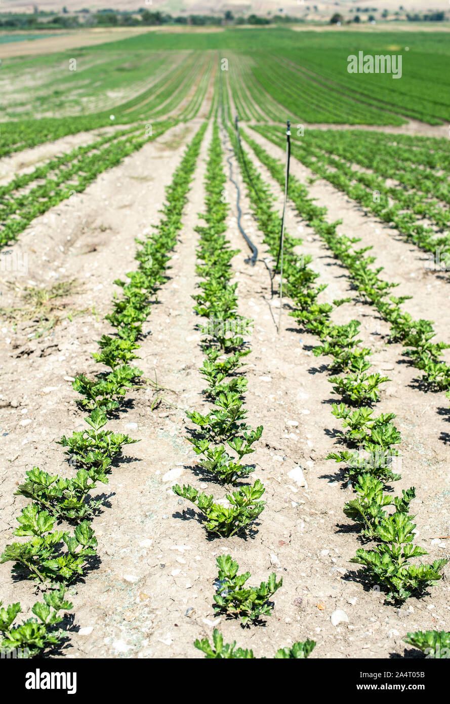 Growing Celery On Plantation. Celery plants in rows. Big celary farm