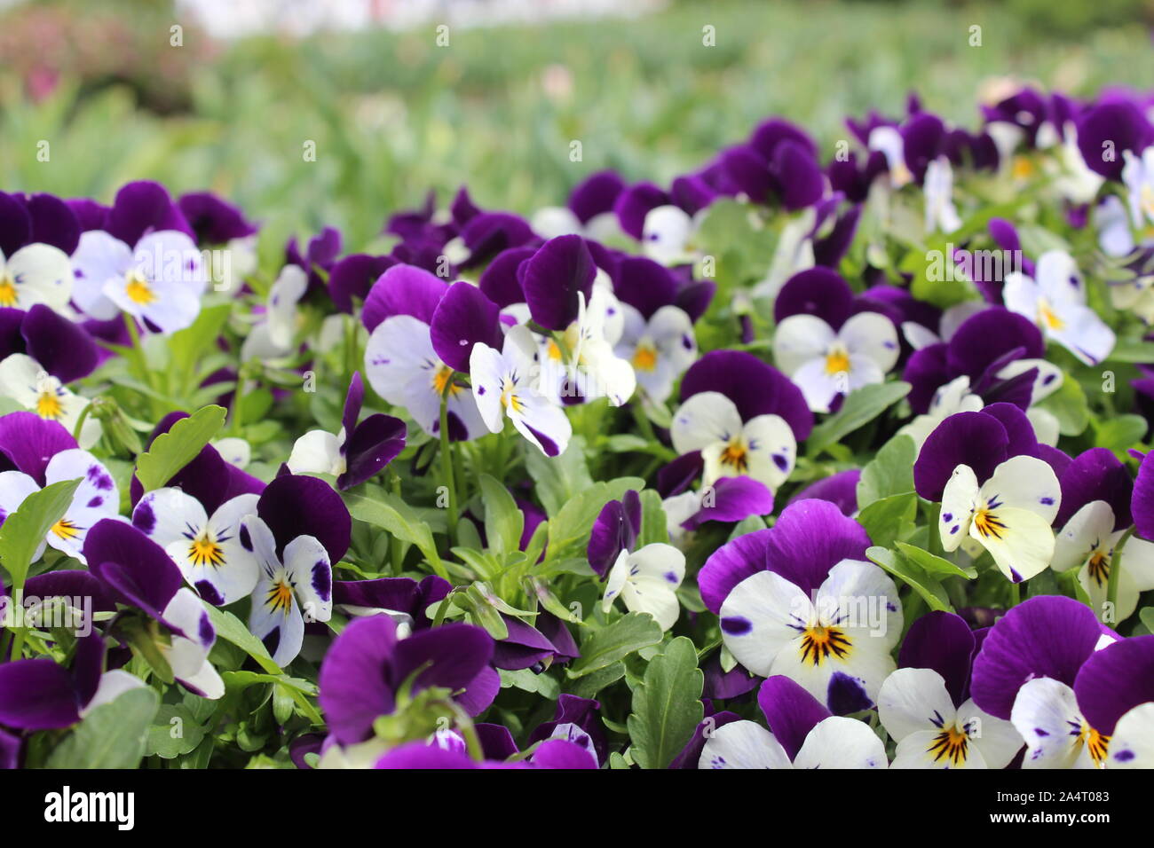 Purple and White Pansies Stock Photo