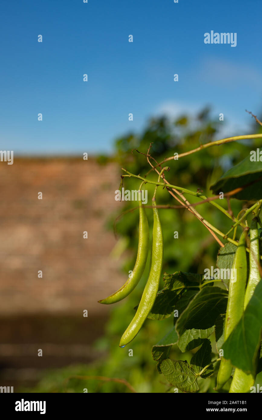 Close-Up of Runner Beans Growing in a Garden With Blue Sky Copy Space Stock Photo