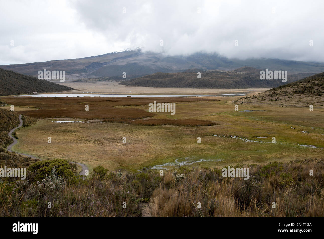 Paramo alpine tundra at the foothills of cloud covered Cotopaxi volcano in Ecuador. Stock Photo