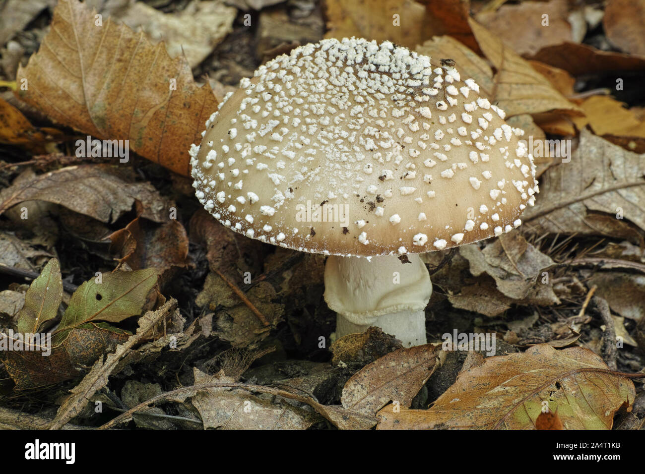 mushroom panther cap, amanita pantherina, amanitaceae Stock Photo