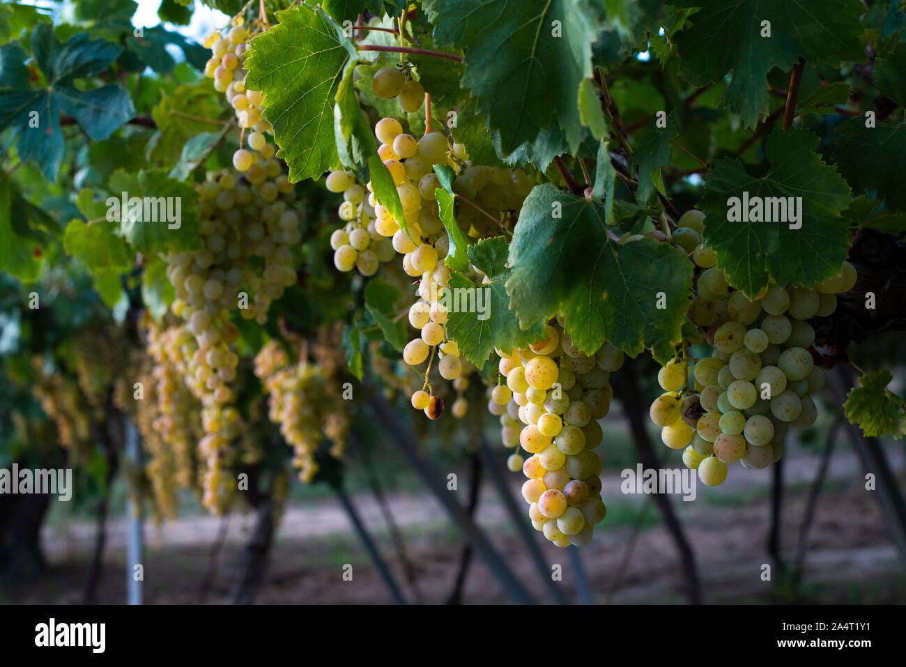 Sweet dessert grapes. Sunlight on grapes for eat. Close up Stock Photo