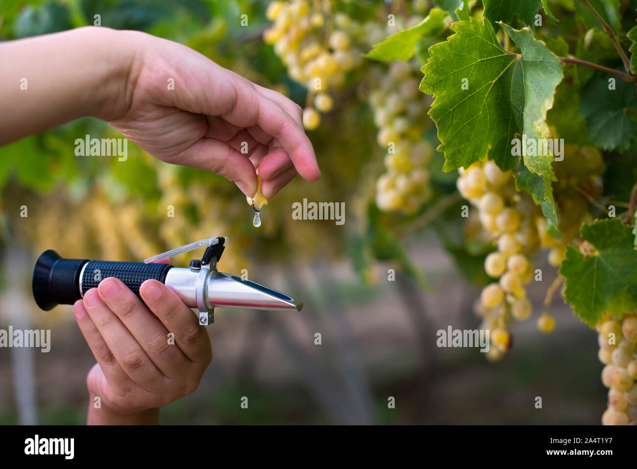 Farmer measure grape sweetness with refractometer. Sweet dessert grapes. Sunlight on grapes for eat. Stock Photo