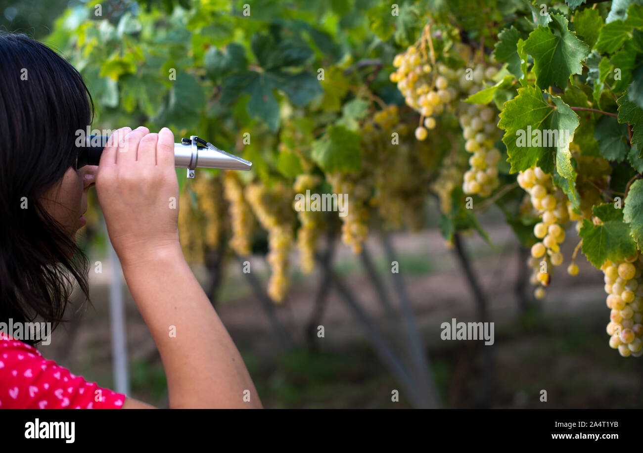 Farmer measure grape sweetness with refractometer. Sweet dessert grapes. Sunlight on grapes for eat. Stock Photo
