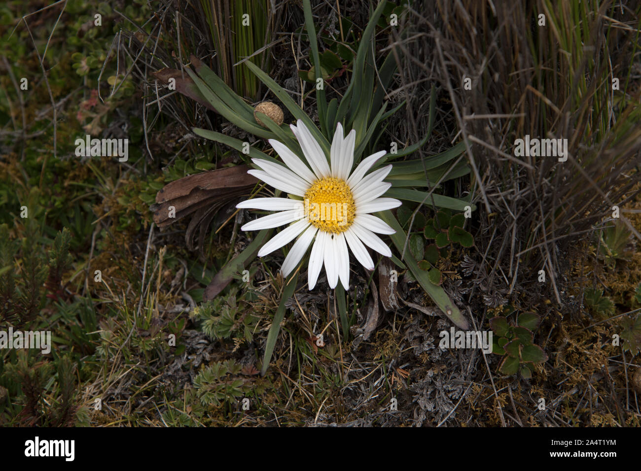 flower in the Paramo grassland around Cotopaxi volcano in Ecuador.  Blüte auf dem Paramo Grasland am Cotopaxi Vulkan in Ecuador. Stock Photo
