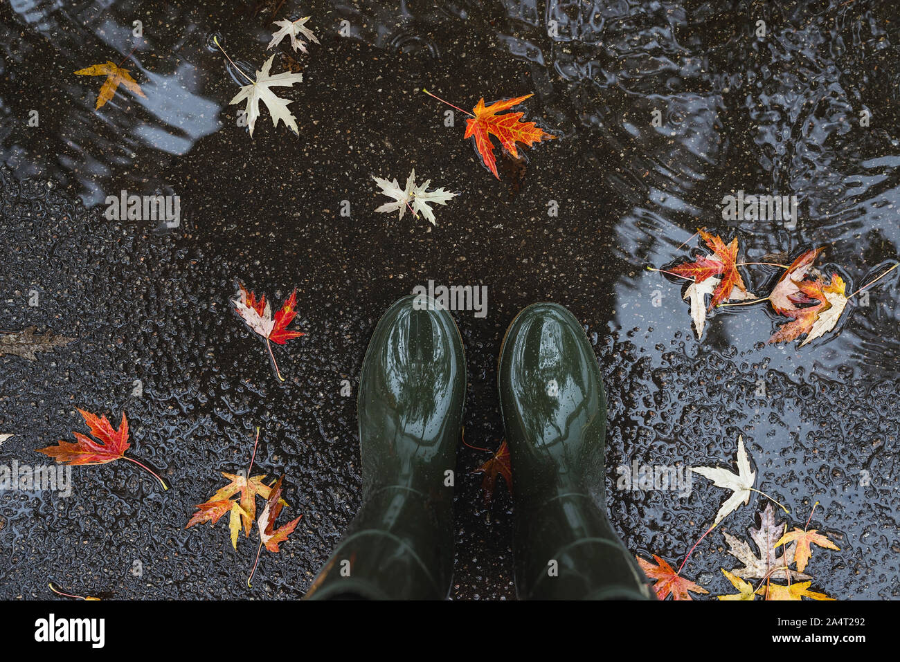 Feet in olive green rubber boots standing in a puddle with fallen leaves. Stock Photo