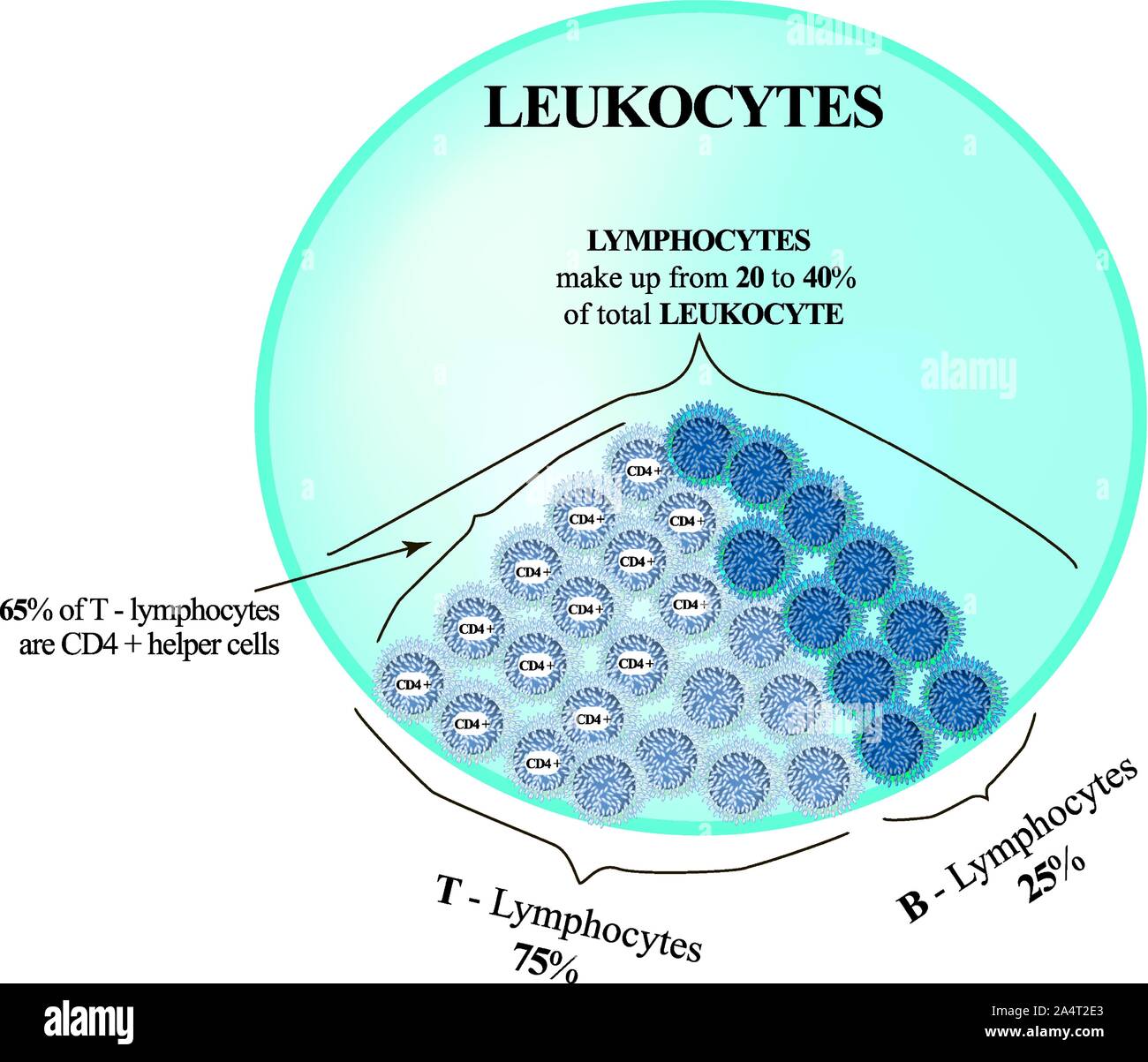 Lymphocytes make up from 20 to 40 percent of the total number of leukocytes. T Lymphocytes and B Lymphocytes. Cell killers. Immunity Helper Cells Stock Vector