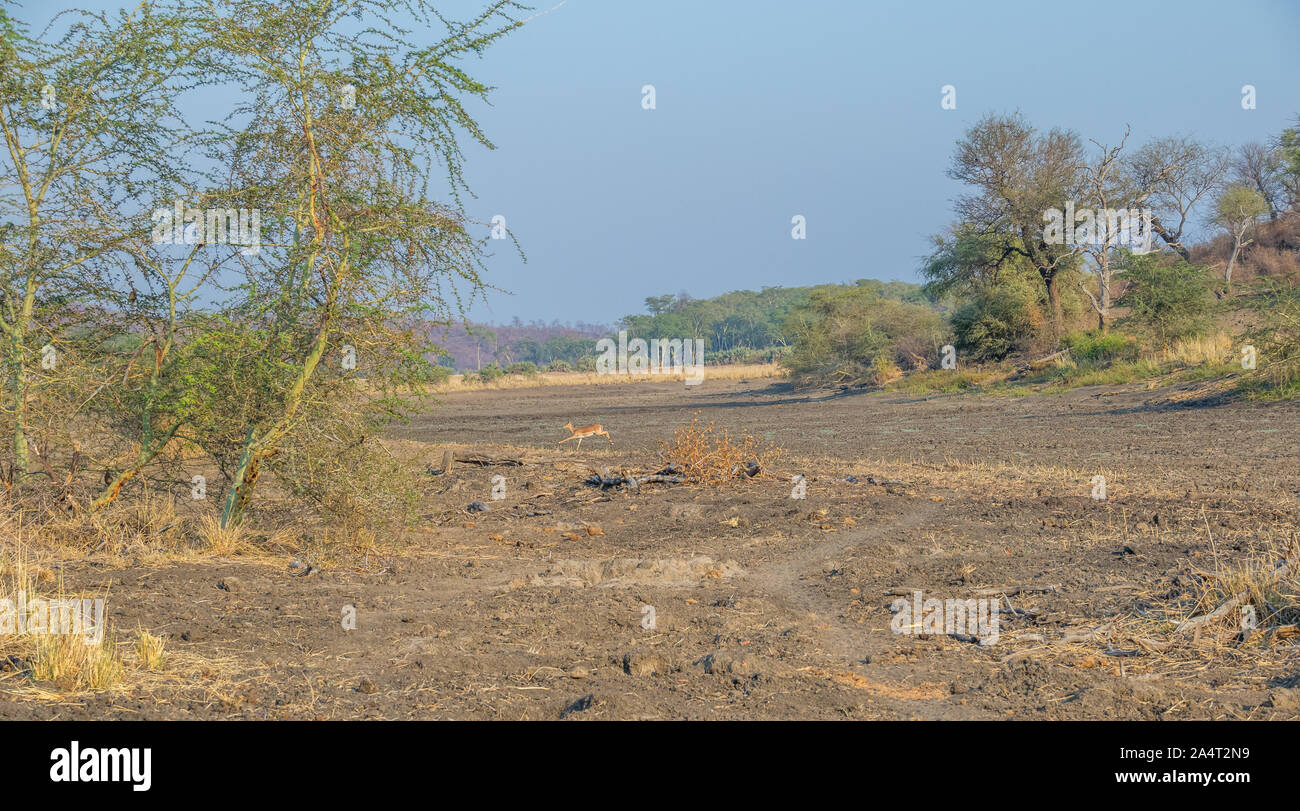 Dry flood plains of the Limpopo river in the northern Kruger National Park in South Africa image in landscape format with copy space Stock Photo