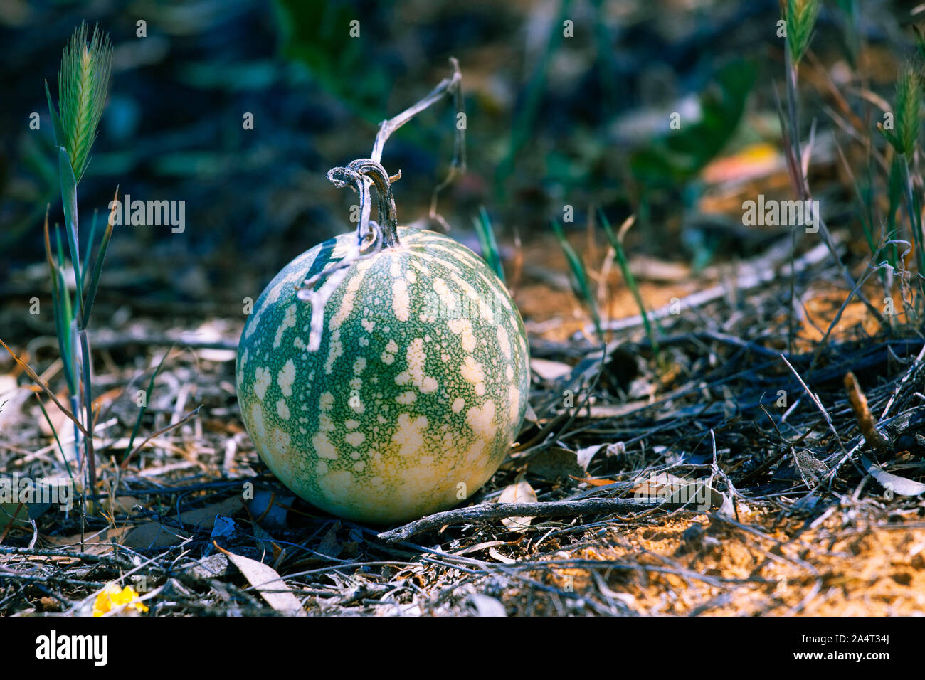 Poisonous gourd hires stock photography and images Alamy