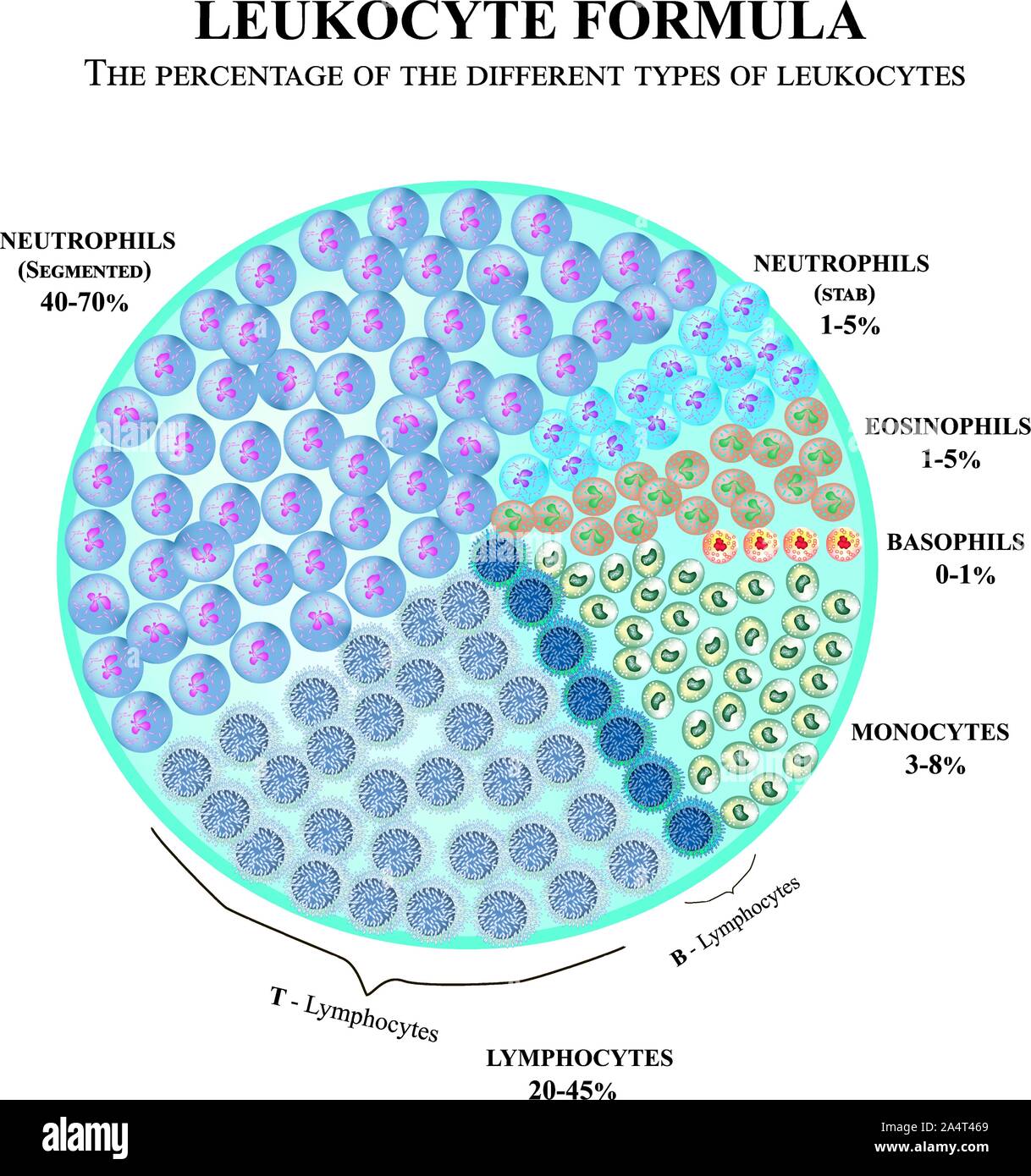 The percentage of different types of white blood cells. Leukocyte formula. Neutrophils, monocytes, lymphocytes, eosinophils, basophils. Cell killers Stock Vector