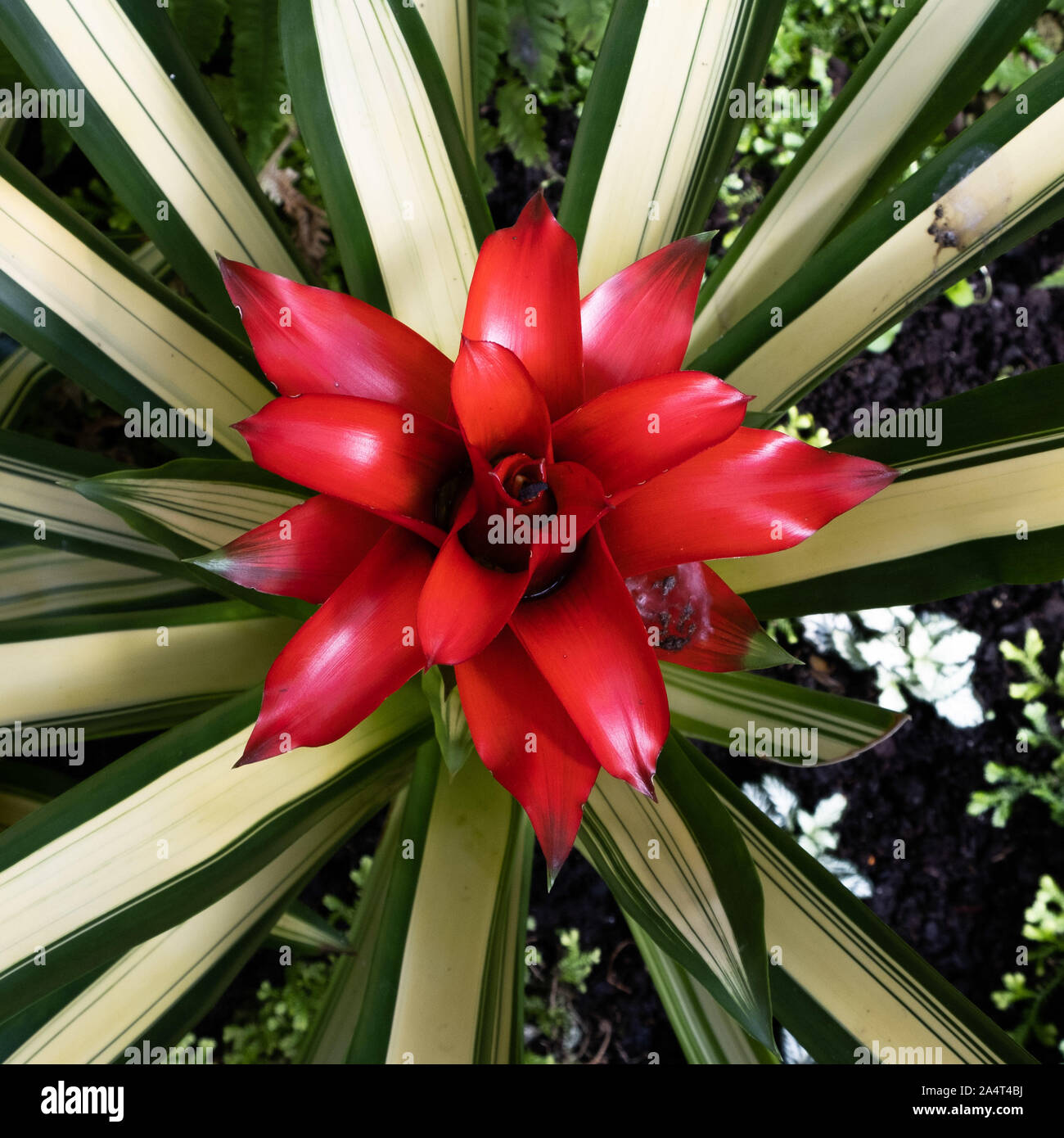 Vivid red blooming bromeliad extreme closeup Stock Photo