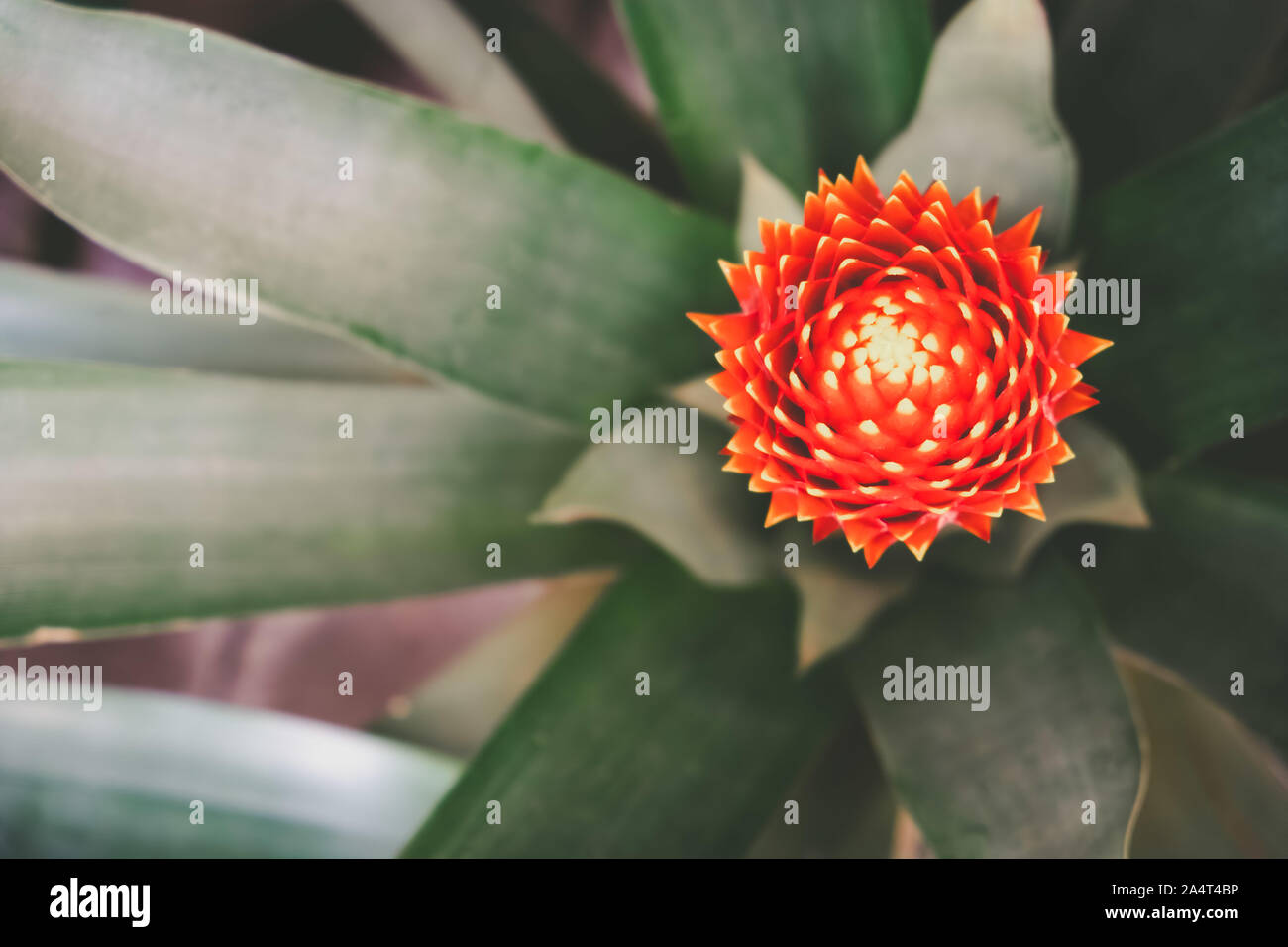 Blooming Bromeliad plant with shallow focus Stock Photo