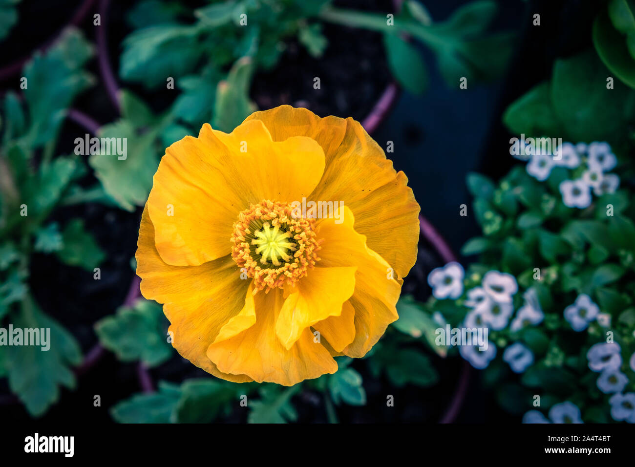 Yellow poppy flower top view with shallow focus Stock Photo Alamy