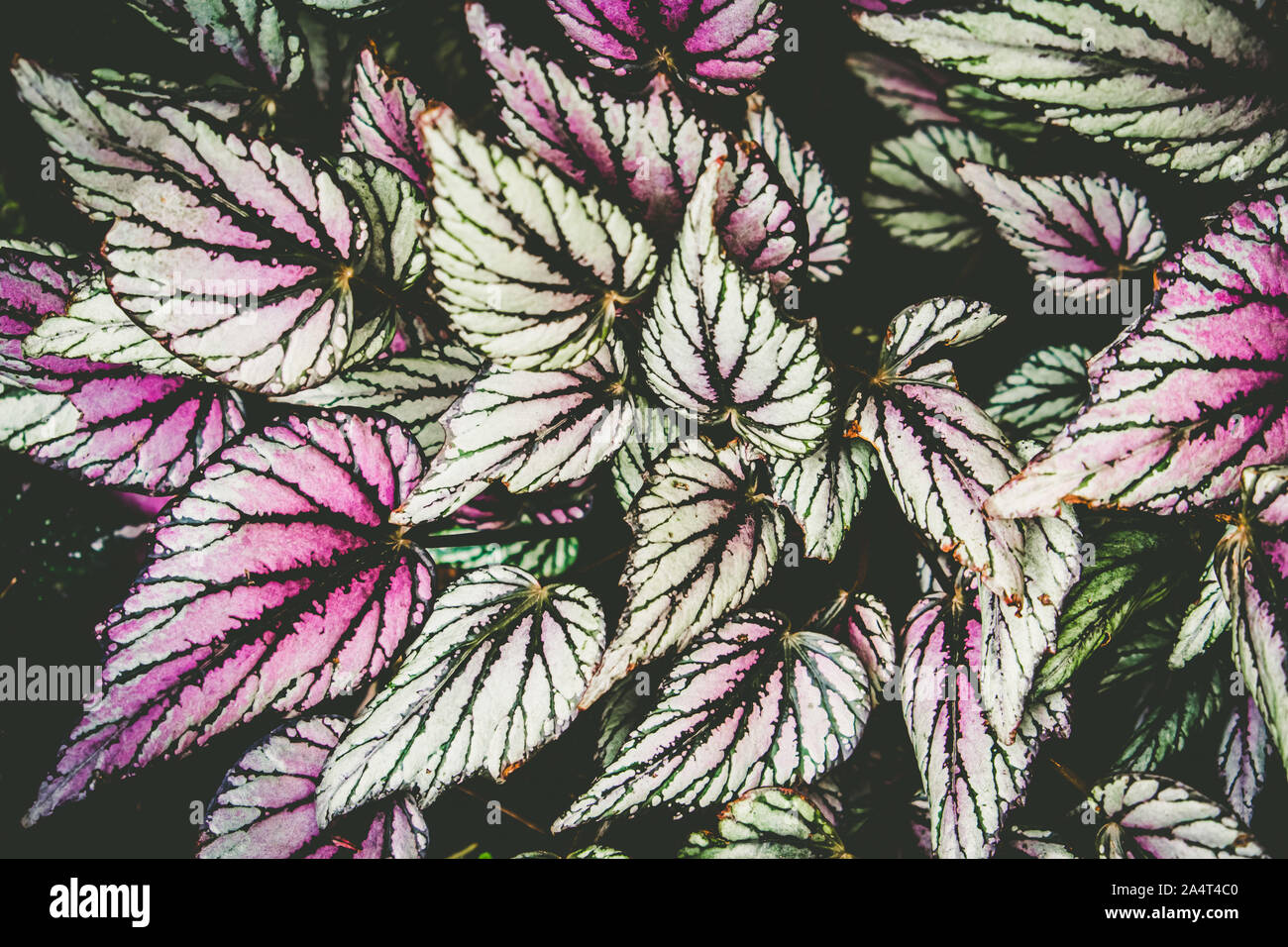 Begonia fireworks leaves background texture Stock Photo